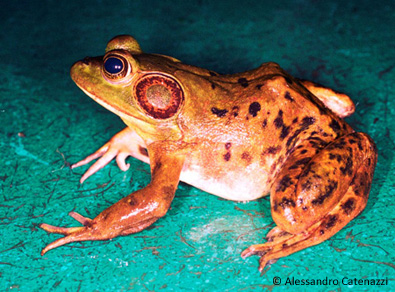 Pig Frog - (c) Alessandro Catenazzi
